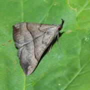 Hypena proboscidalis (Linnaeus, 1758) - Noctuelle à museau 