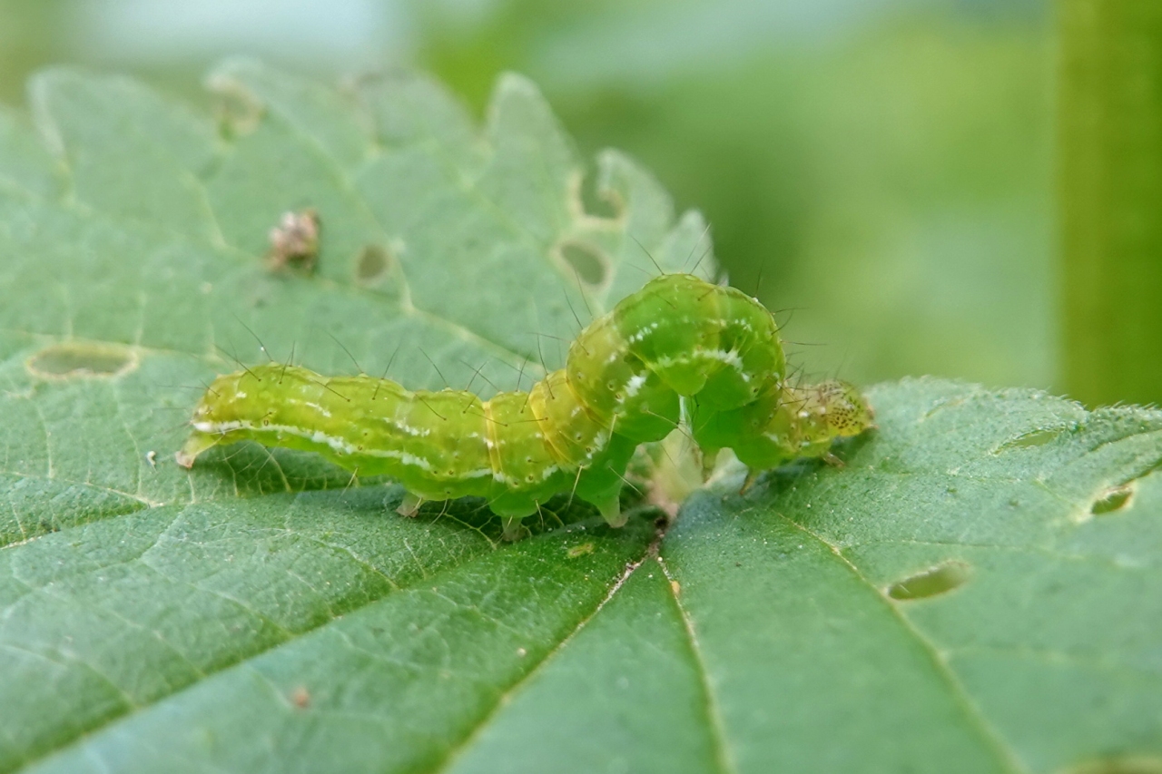 Hypena proboscidalis (Linnaeus, 1758) - Noctuelle à museau (chenille)