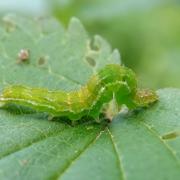 Hypena proboscidalis (Linnaeus, 1758) - Noctuelle à museau (chenille)