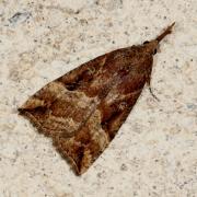 Hypena rostralis (Linnaeus, 1758) - Toupet