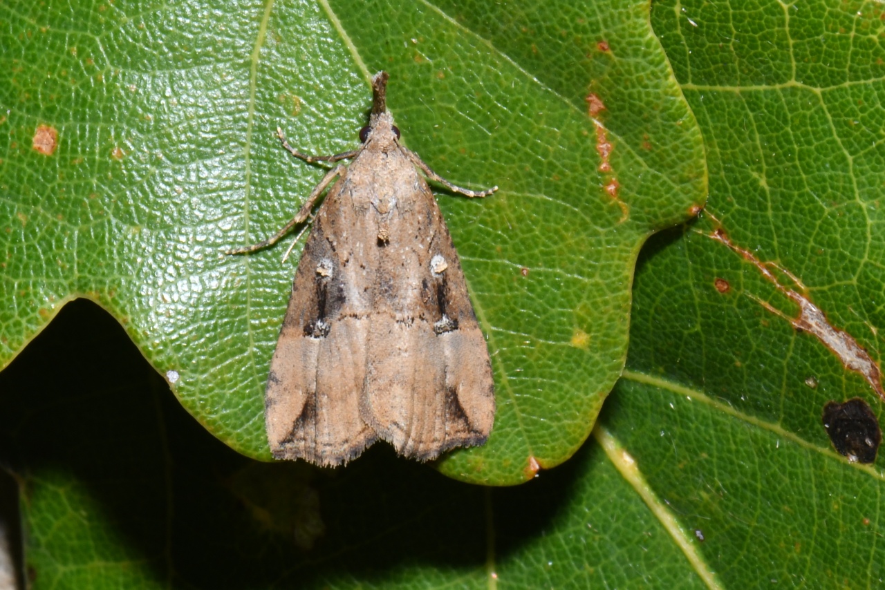 Hypena rostralis (Linnaeus, 1758) - Toupet