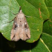 Hypena rostralis (Linnaeus, 1758) - Toupet