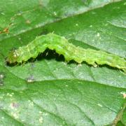 Hypena proboscidalis (Linnaeus, 1758) - Noctuelle à museau (chenille)