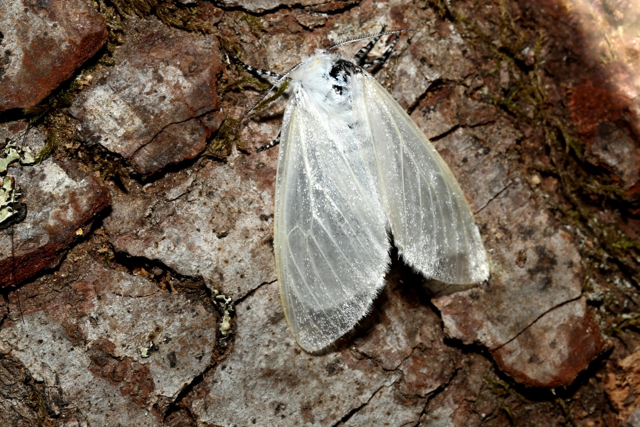 Leucoma salicis (Linnaeus, 1758) - Bombyx du Saule, Apparent