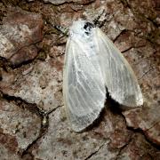 Leucoma salicis (Linnaeus, 1758) - Bombyx du Saule, Apparent