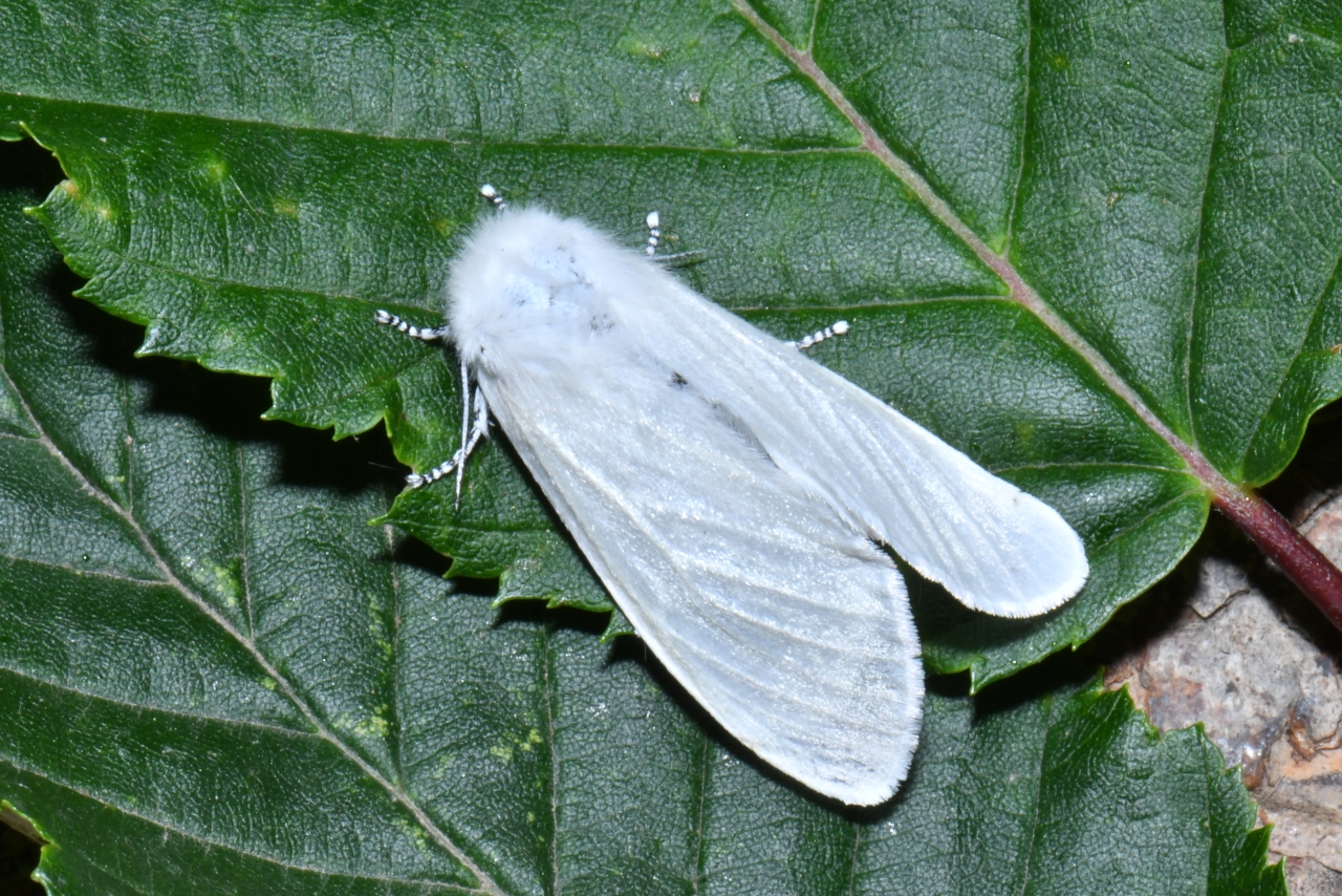 Leucoma salicis (Linnaeus, 1758) - Bombyx du Saule, Apparent (femelle)
