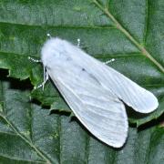 Leucoma salicis (Linnaeus, 1758) - Bombyx du Saule, Apparent (femelle)