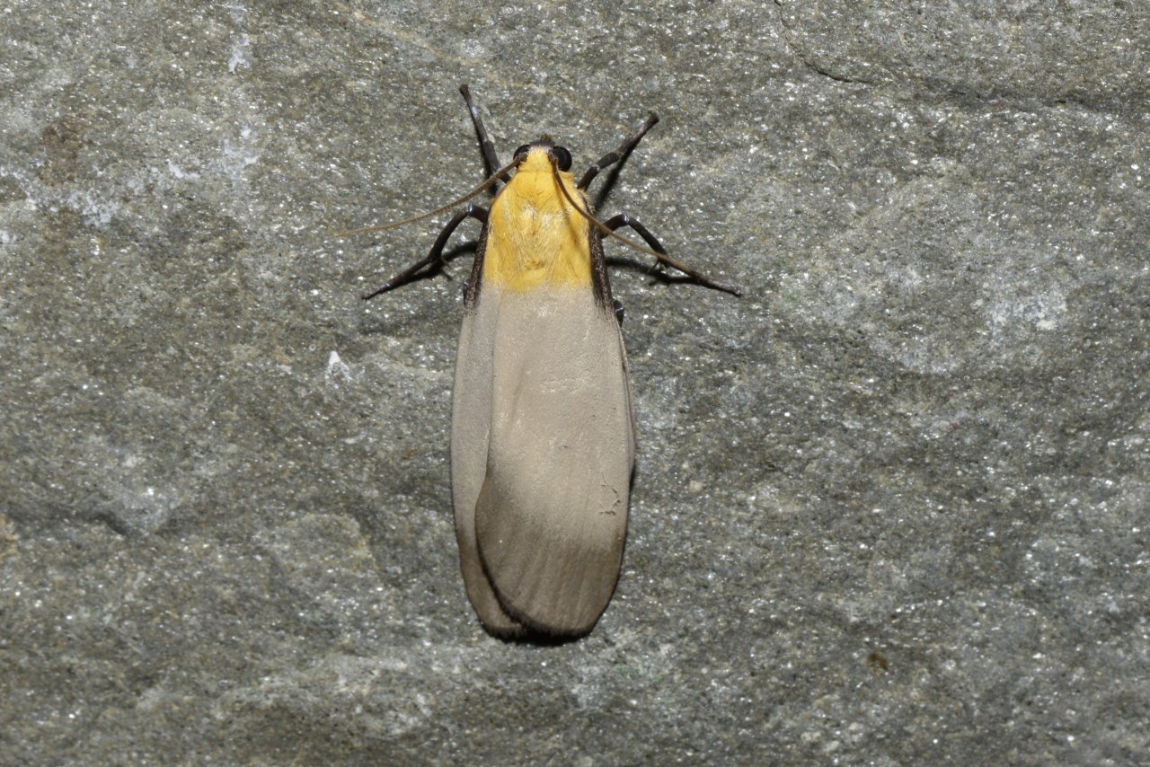 Lithosia quadra (Linnaeus, 1758) - Lithosie quadrille (mâle)