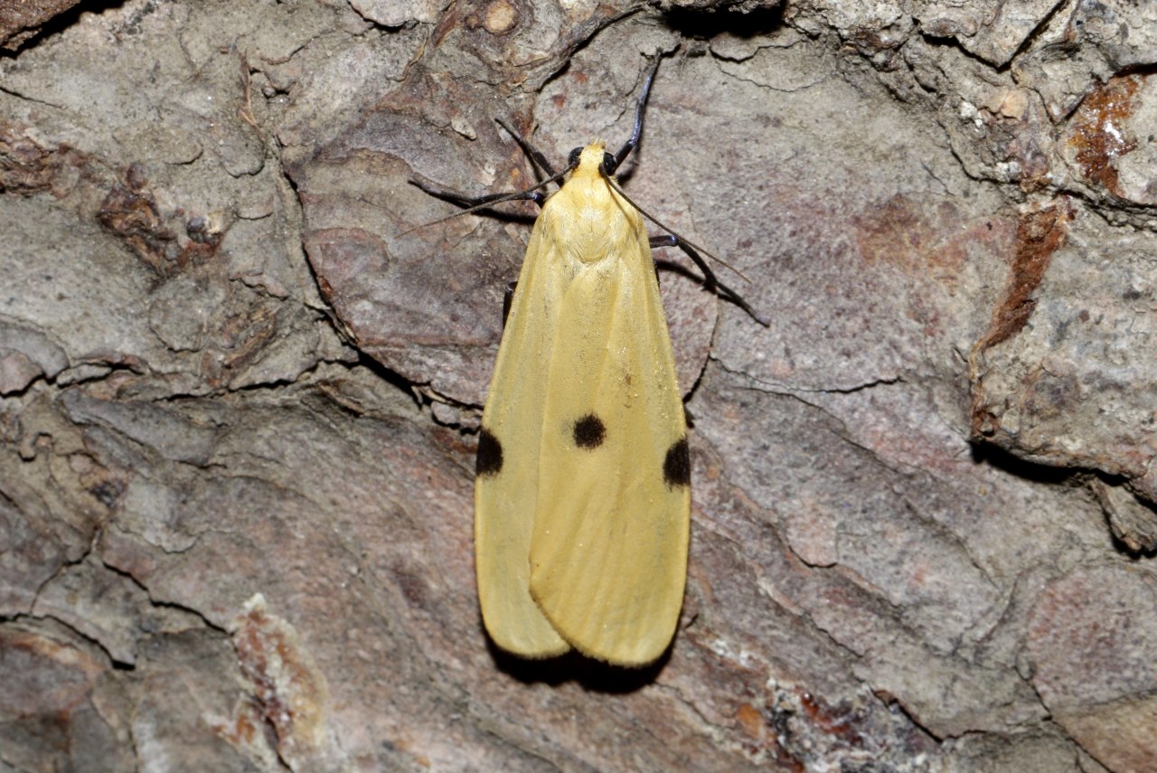 Lithosia quadra (Linnaeus, 1758) - Lithosie quadrille (femelle)