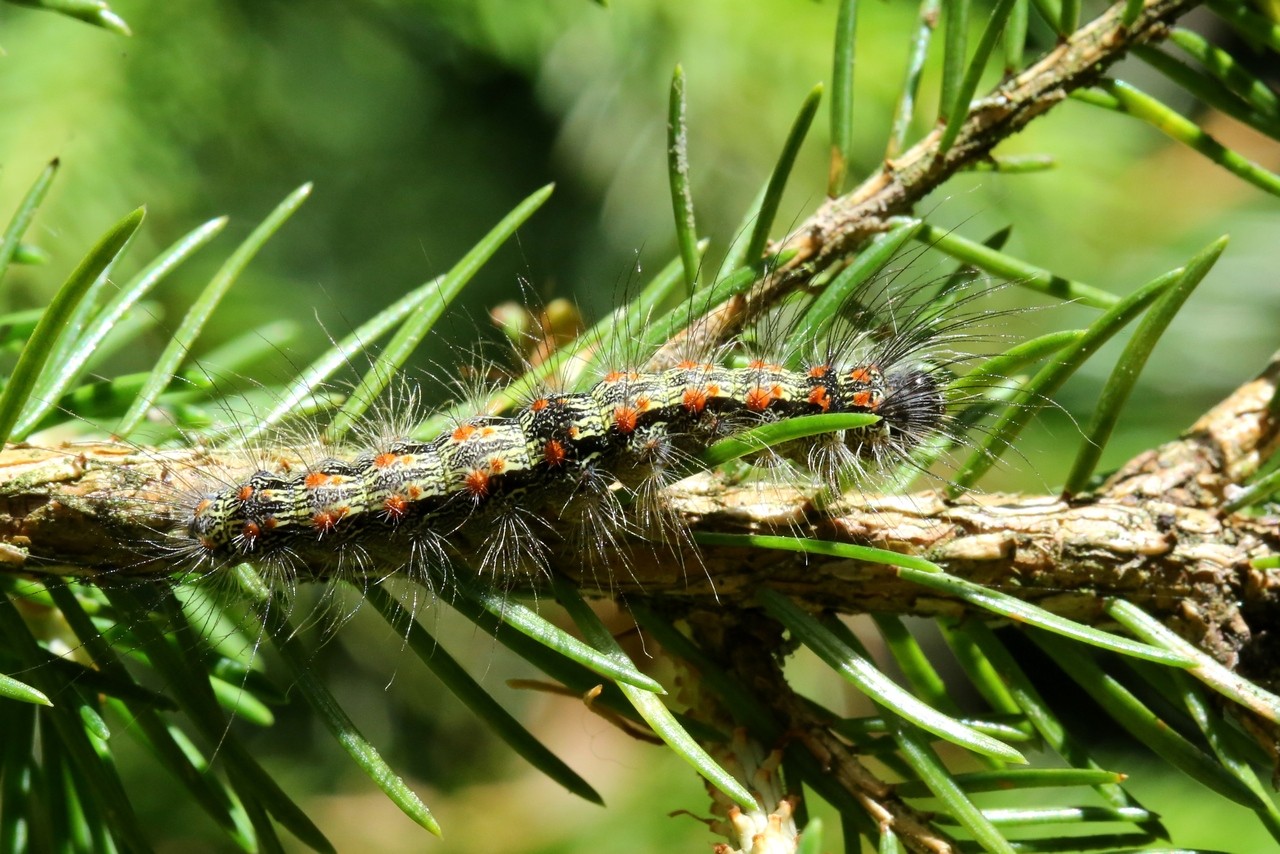 Lithosia quadra (Linnaeus, 1758) - Lithosie quadrille (chenille)