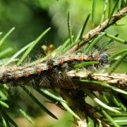 Lithosia quadra (Linnaeus, 1758) - Lithosie quadrille (chenille)