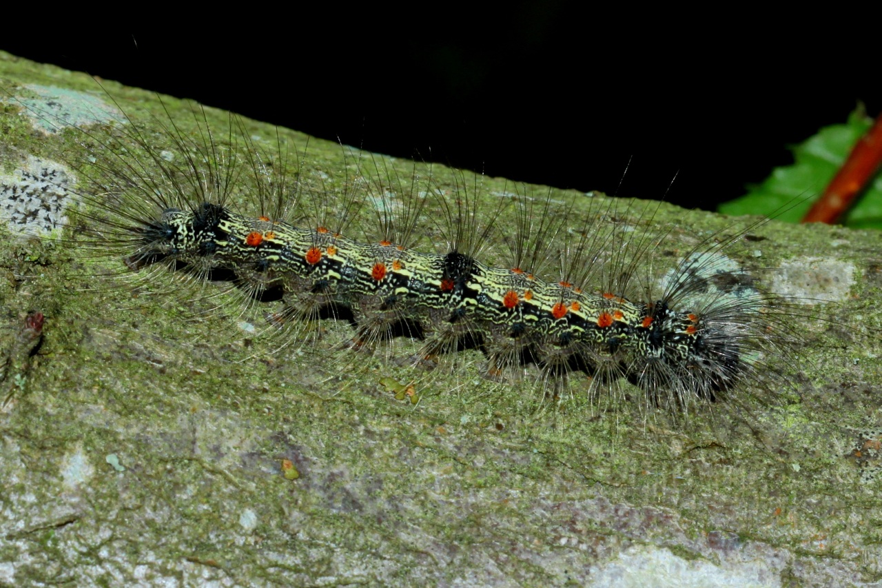 Lithosia quadra (Linnaeus, 1758) - Lithosie quadrille (chenille)