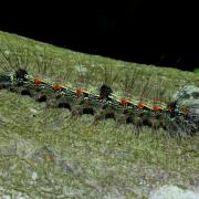 Lithosia quadra (Linnaeus, 1758) - Lithosie quadrille (chenille)