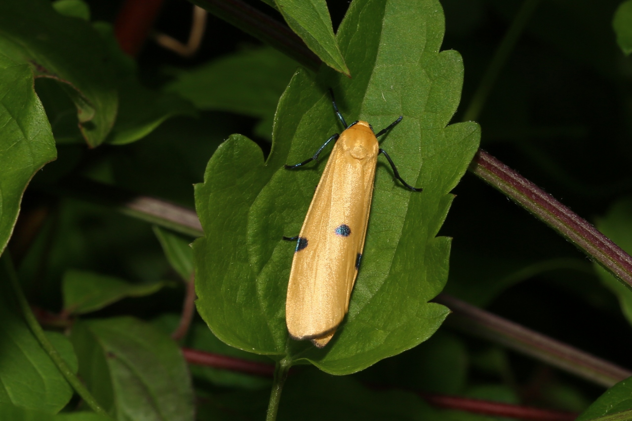 Lithosia quadra (Linnaeus, 1758) - Lithosie quadrille (femelle)