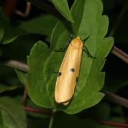 Lithosia quadra (Linnaeus, 1758) - Lithosie quadrille (femelle)