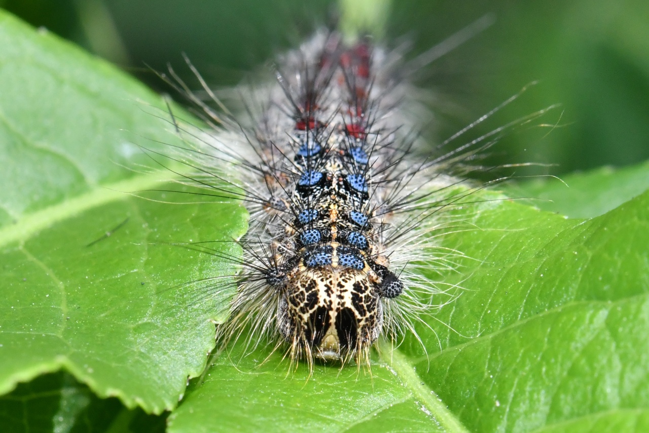 Lymantria dispar (Linnaeus, 1758) - Bombyx disparate, Spongieuse (chenille)