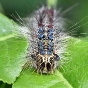 Lymantria dispar (Linnaeus, 1758) - Bombyx disparate, Spongieuse (chenille)