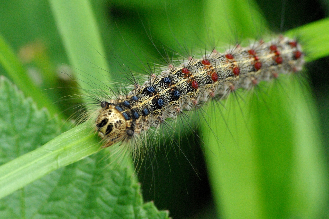 Lymantria dispar (Linnaeus, 1758) - Bombyx disparate, Spongieuse (chenille)