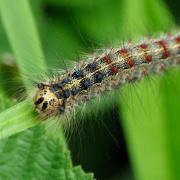 Lymantria dispar (Linnaeus, 1758) - Bombyx disparate, Spongieuse (chenille)