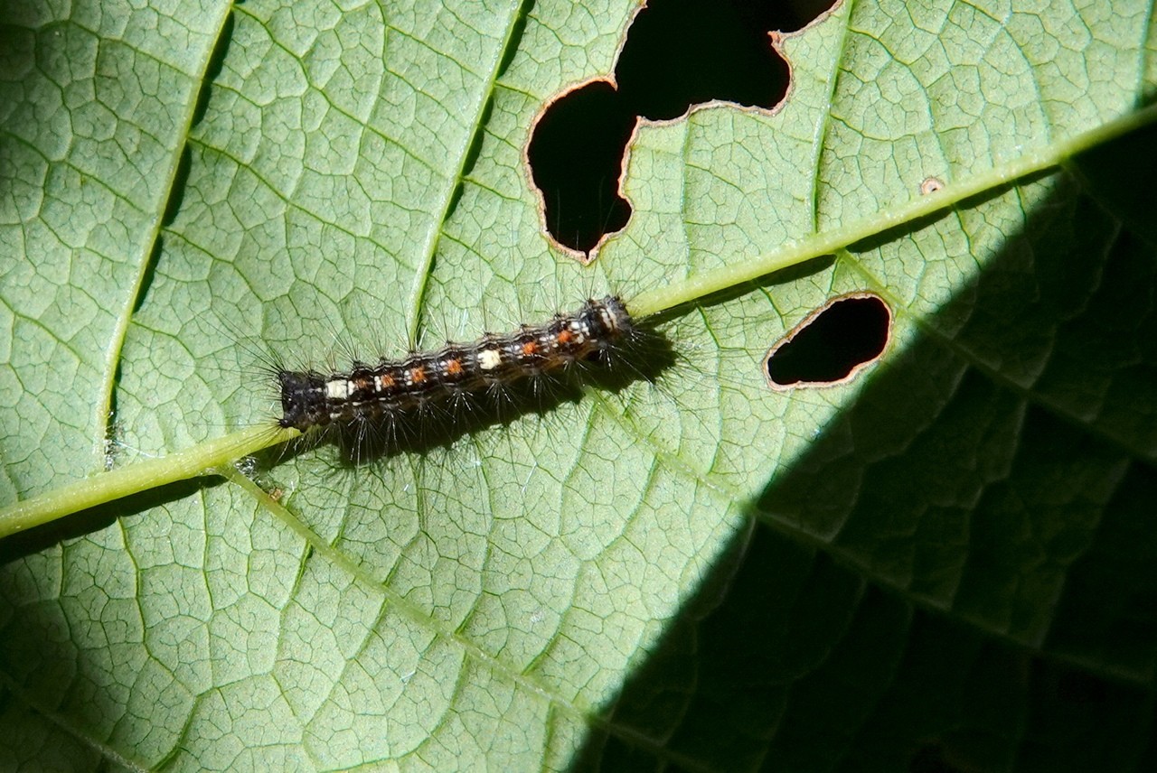 Lymantria dispar (Linnaeus, 1758) - Bombyx disparate, Spongieuse (chenille stade 2)