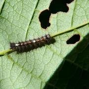 Lymantria dispar (Linnaeus, 1758) - Bombyx disparate, Spongieuse (chenille stade 2)