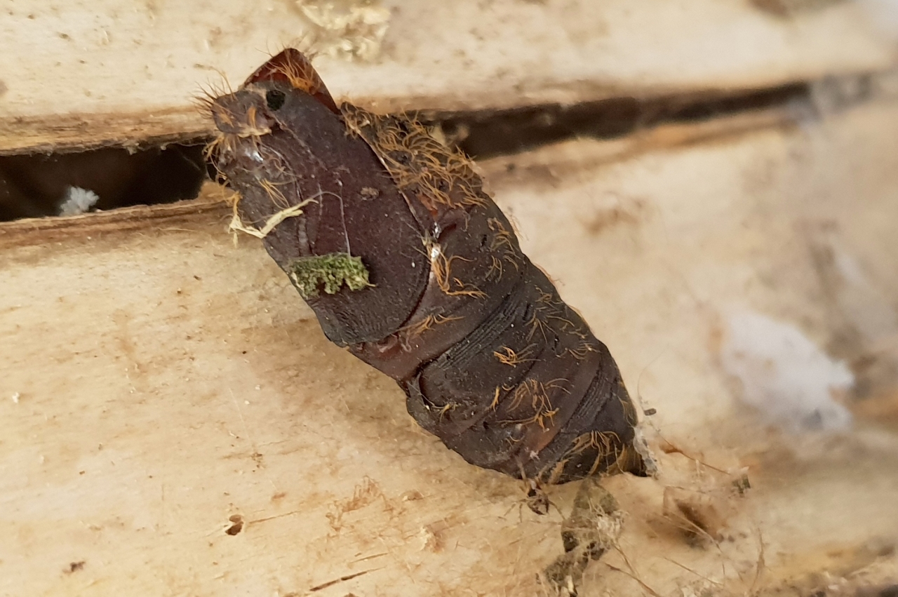 Lymantria dispar (Linnaeus, 1758) - Bombyx disparate, Spongieuse (chrysalide)