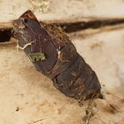 Lymantria dispar (Linnaeus, 1758) - Bombyx disparate, Spongieuse (chrysalide)