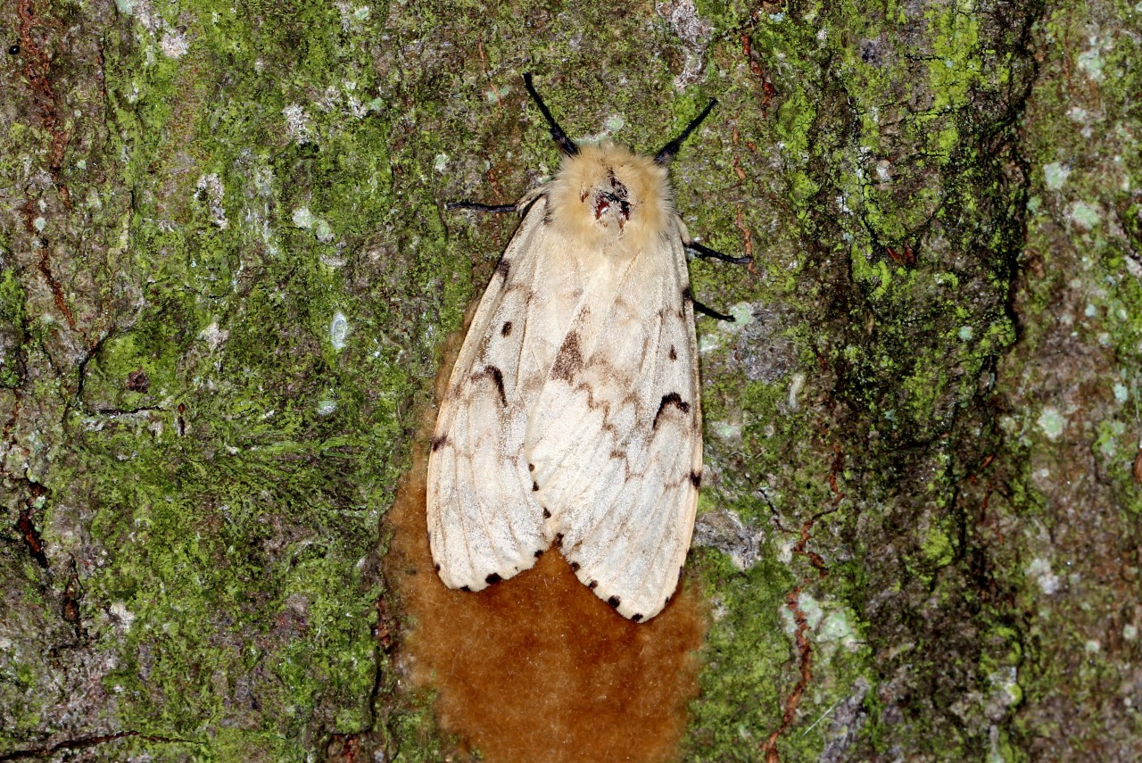 Lymantria dispar (Linnaeus, 1758) - Bombyx disparate, Spongieuse (femelle)