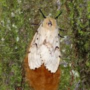 Lymantria dispar (Linnaeus, 1758) - Bombyx disparate, Spongieuse (femelle)