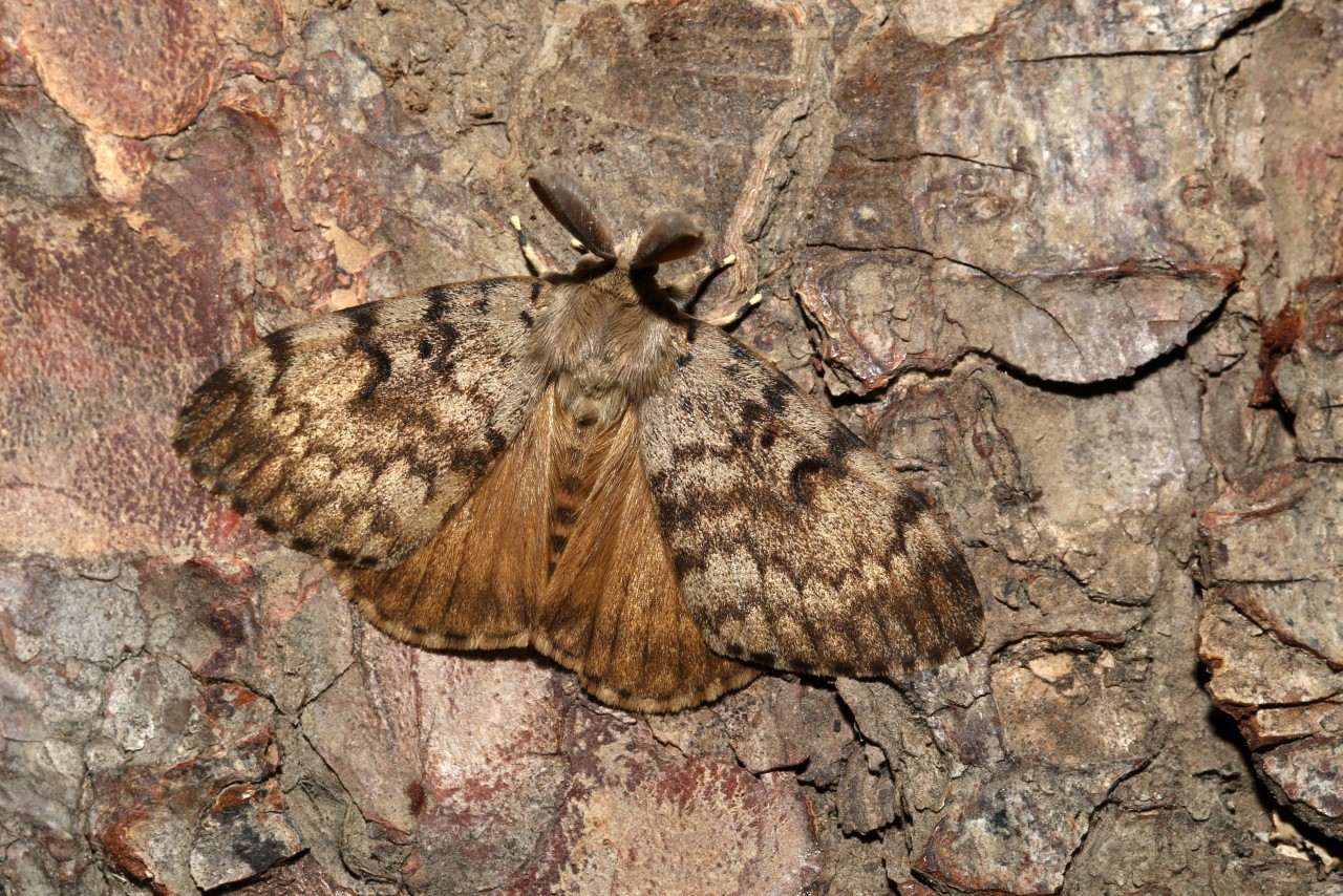 Lymantria dispar (Linnaeus, 1758) - Bombyx disparate, Spongieuse, Zigzag (mâle)