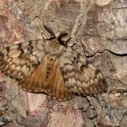 Lymantria dispar (Linnaeus, 1758) - Bombyx disparate, Spongieuse, Zigzag (mâle)