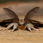 Lymantria dispar (Linnaeus, 1758) - Bombyx disparate, Spongieuse (mâle)