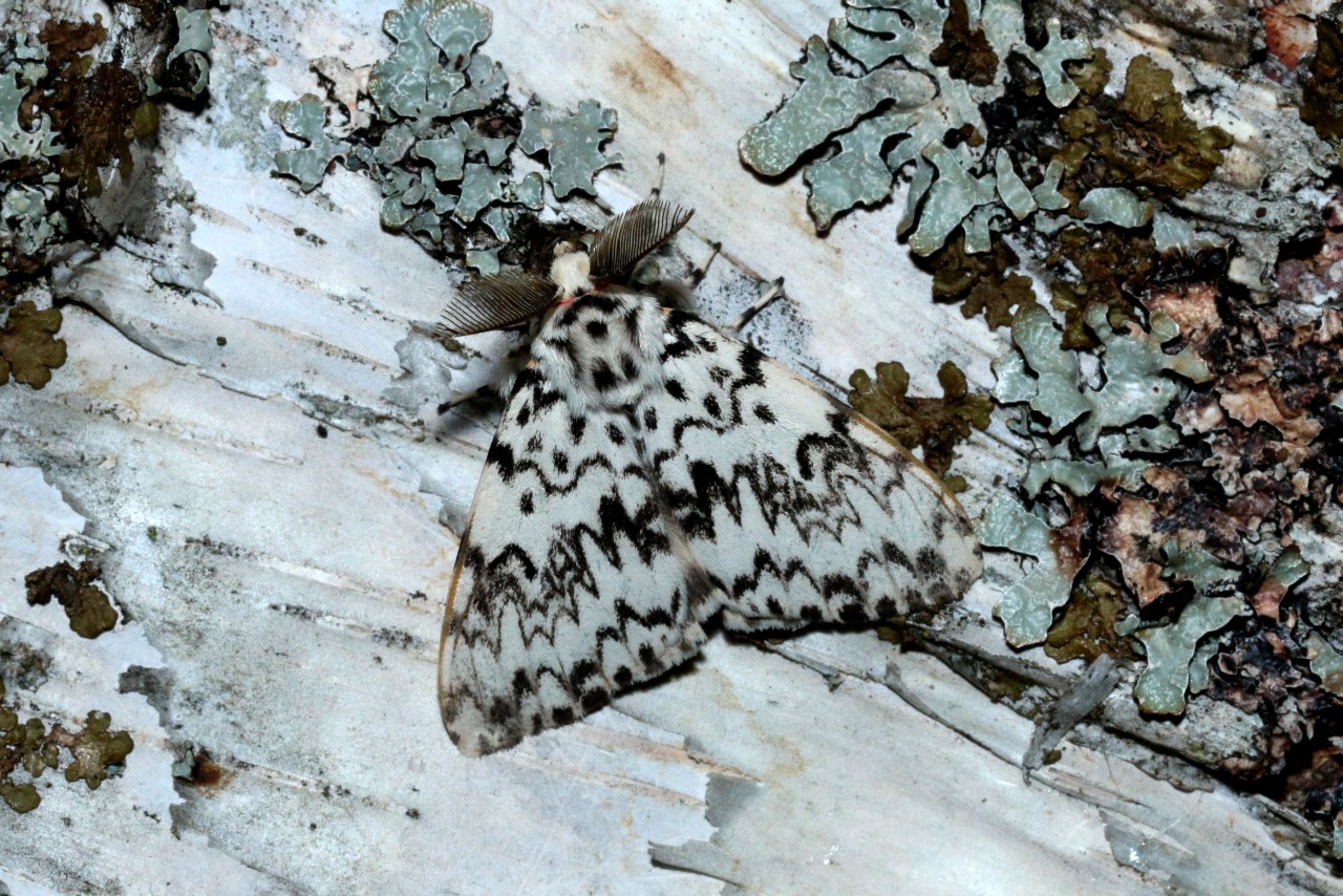 Lymantria monacha (Linnaeus, 1758) - Nonne, Cul noir
