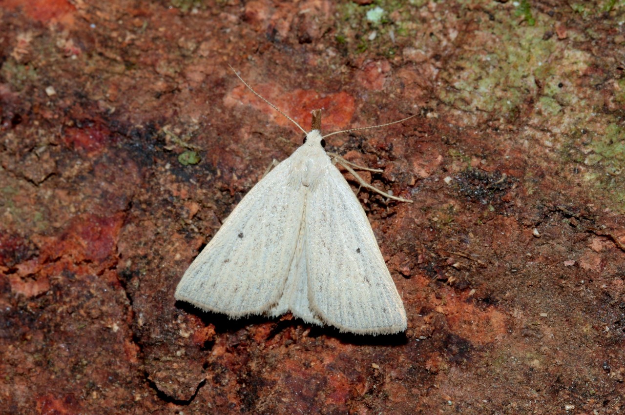 Macrochilo cribrumalis (Hübner, 1793) - Herminie pointillée