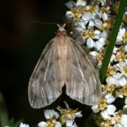 Nudaria mundana (Linnaeus, 1760) - Mondaine