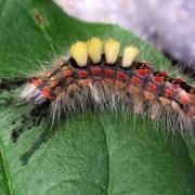 Orgyia antiqua (Linnaeus, 1758) - Etoilée, Bombyx antique (chenille)