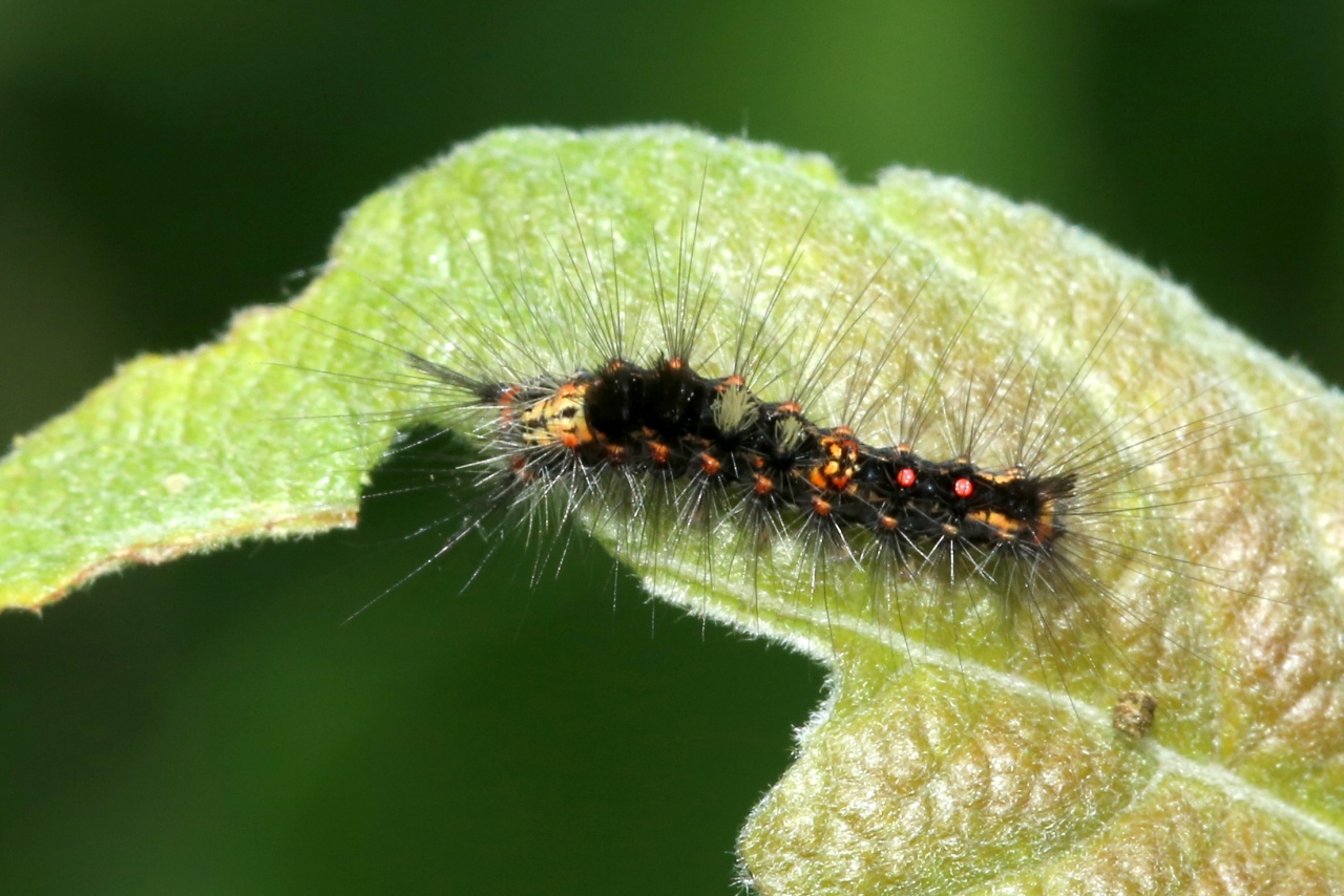 Orgyia antiqua (Linnaeus, 1758) - Etoilée, Bombyx antique (chenille 1er stade)