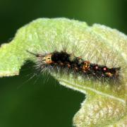 Orgyia antiqua (Linnaeus, 1758) - Etoilée, Bombyx antique (chenille 1er stade)