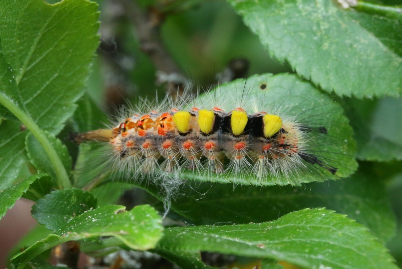 Orgyia antiqua (Linnaeus, 1758) - Etoilée, Bombyx antique (chenille)