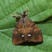 Orgyia antiqua (Linnaeus, 1758) - Etoilée, Bombyx antique (mâle)