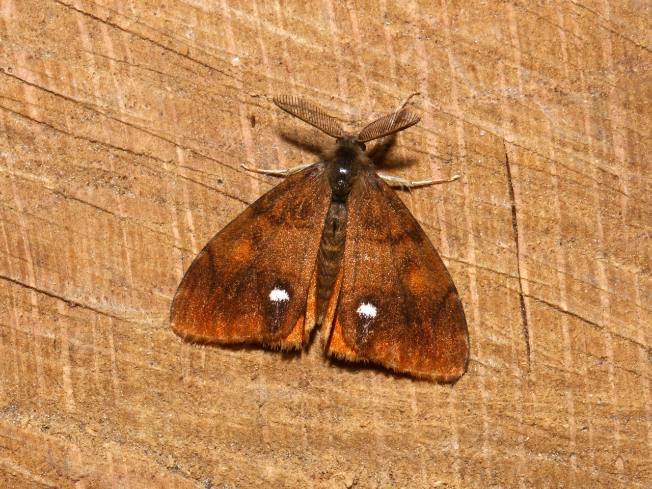 Orgyia antiqua (Linnaeus, 1758) - Etoilée, Bombyx antique (mâle)