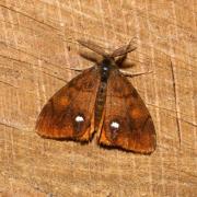 Orgyia antiqua (Linnaeus, 1758) - Etoilée, Bombyx antique (mâle)