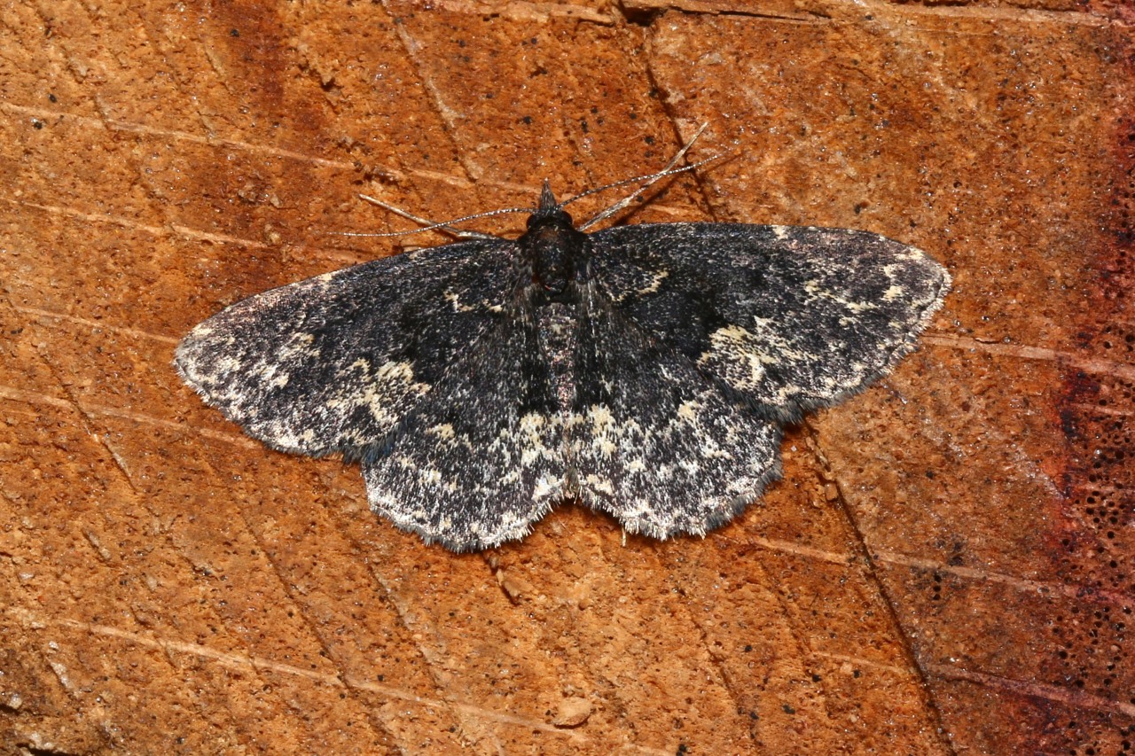 Parascotia fuliginaria (Linnaeus, 1760) - Inégale