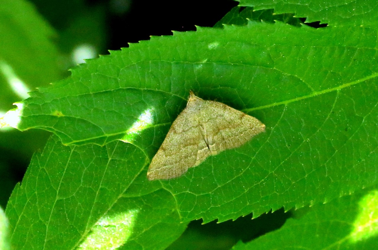 Pechipogo strigilata (Linnaeus, 1758) - Herminie barbue, Raquette