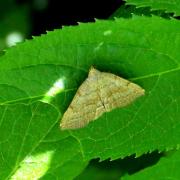 Pechipogo strigilata (Linnaeus, 1758) - Herminie barbue, Raquette