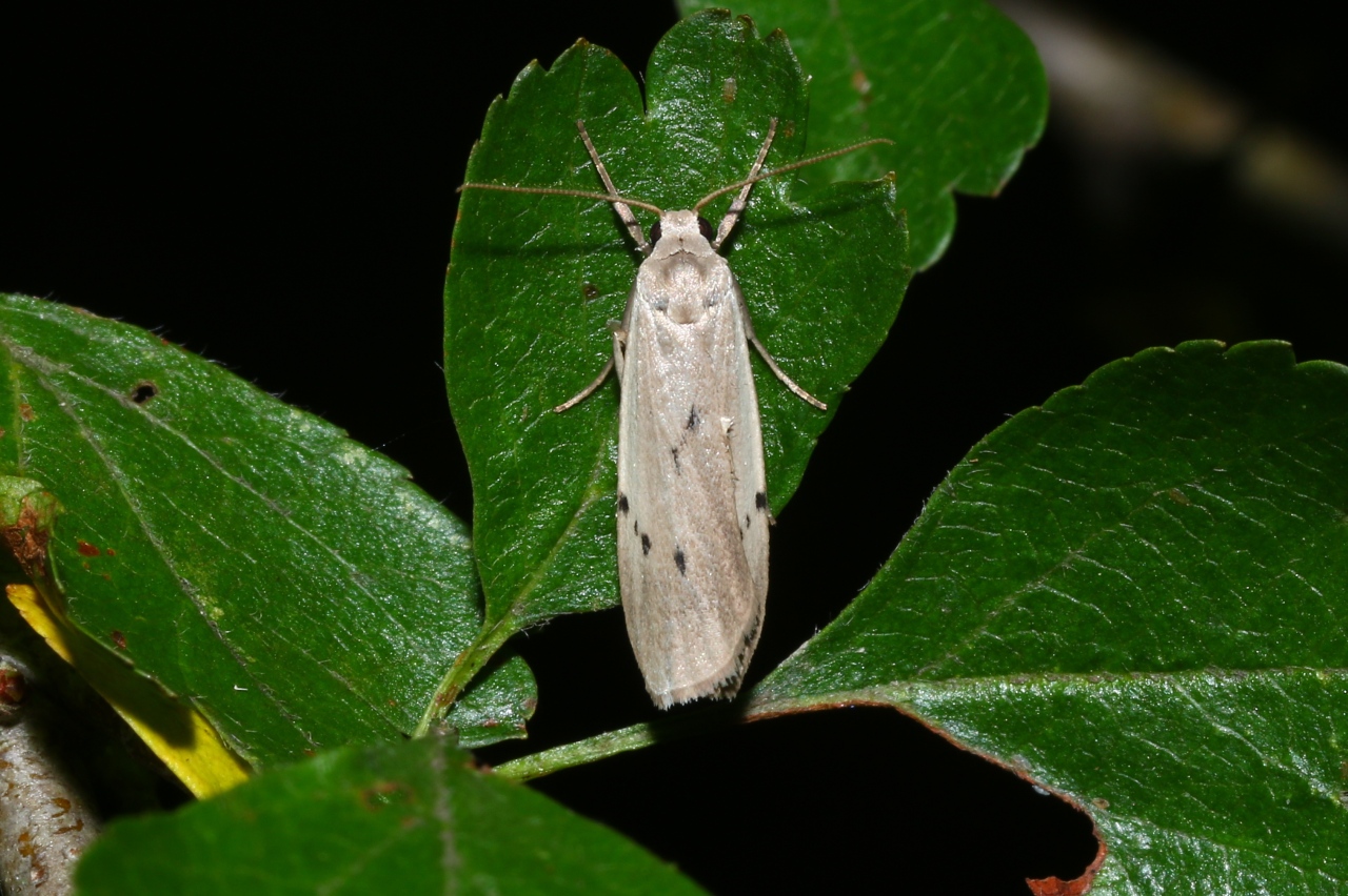 Pelosia muscerda (Hufnagel, 1766) - Lithosie muscerde, Lithosie crotte-souris