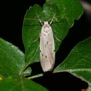 Pelosia muscerda (Hufnagel, 1766) - Lithosie muscerde, Lithosie crotte-souris