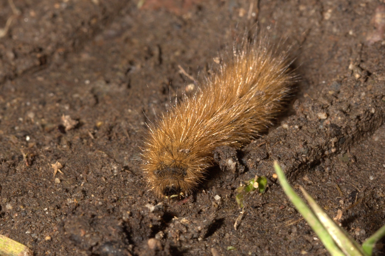 Phragmatobia fuliginosa (Linnaeus, 1758) - Ecaille cramoisie (chenille)