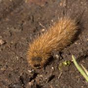 Phragmatobia fuliginosa (Linnaeus, 1758) - Ecaille cramoisie (chenille)