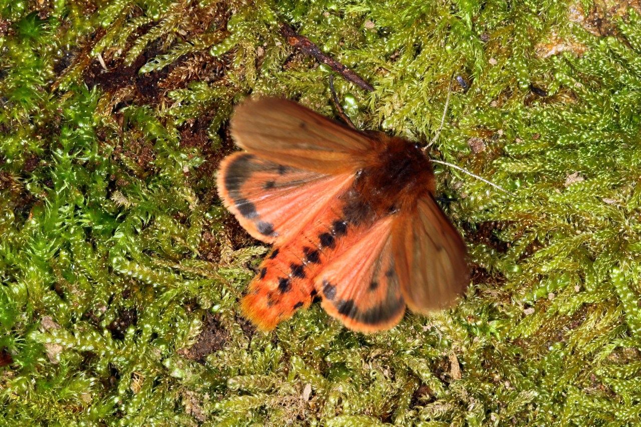 Phragmatobia fuliginosa (Linnaeus, 1758) - Ecaille cramoisie